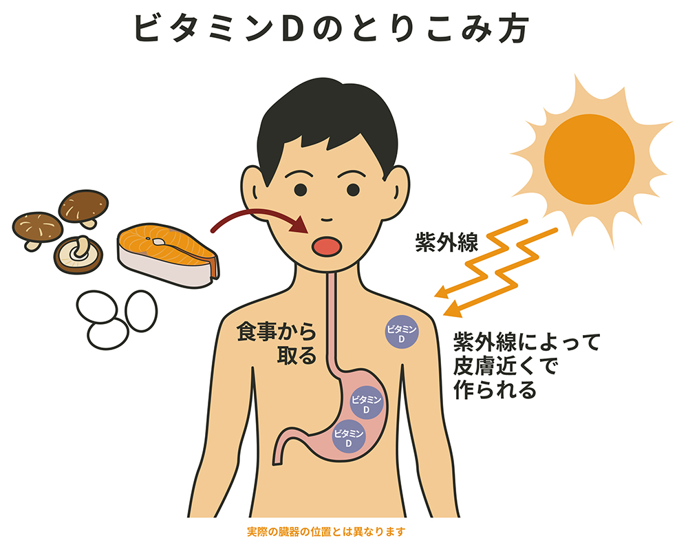 くる病・骨軟化症の3つの原因と疾患