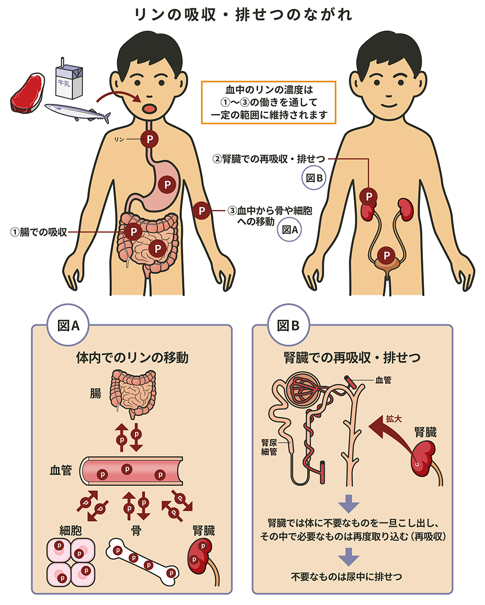 くる病・骨軟化症の3つの原因と疾患