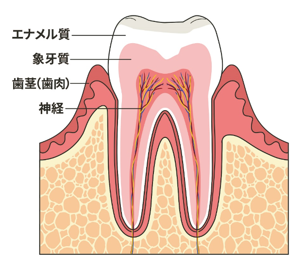 FGF23関連低リン血症性くる病・骨軟化症を治療しない・治療を中断するとどうなるの？