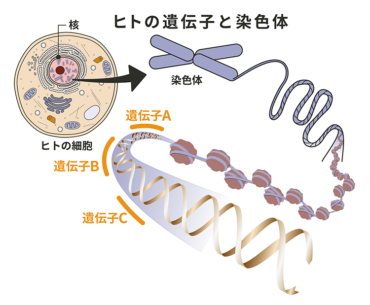 くる病・骨軟化症と遺伝